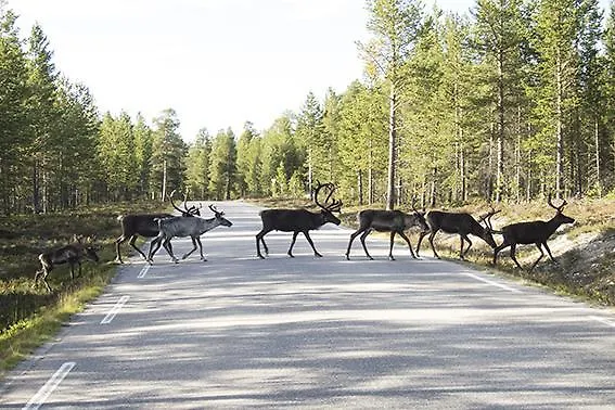 Vestre Sorken Feriegard Kır Evi *